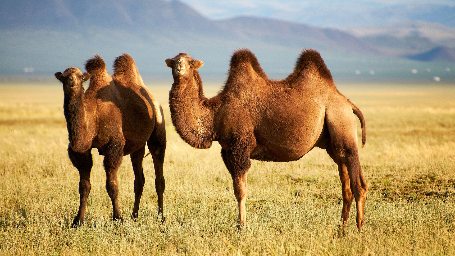 Two Bactrian camels stand in a grassy area.