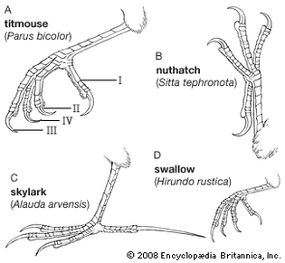 avian foot modifications