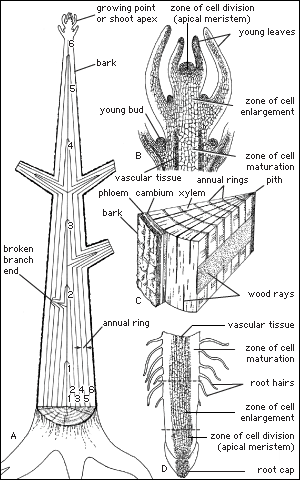 growth regions of a tree