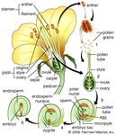 flowering plant: life cycle