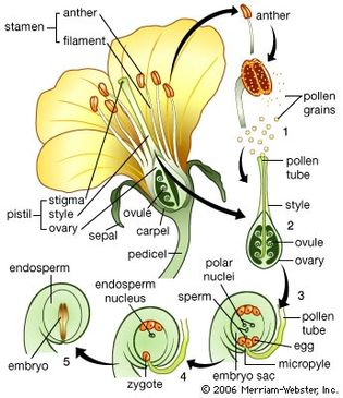 pollination and fertilization