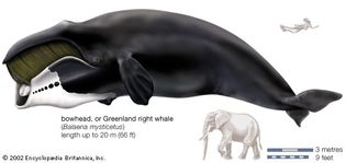 Greenland right whale, or bowhead (Balaena mysticetus)