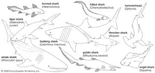 Shark body plans