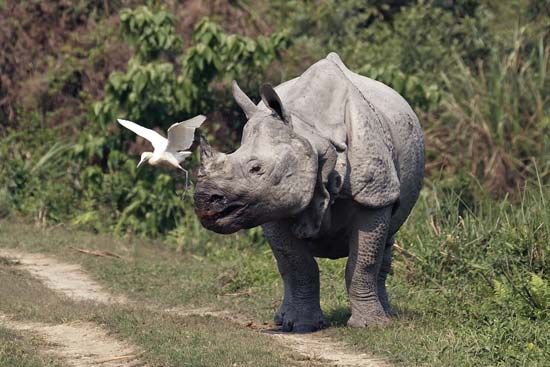 Indian rhinoceros