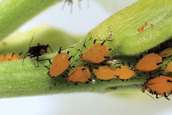 oleander aphids