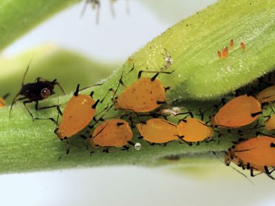 oleander aphids