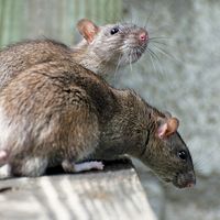 Two rats on a wood surface.