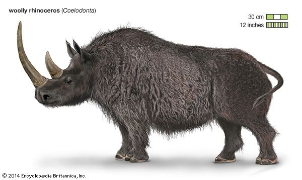 woolly rhinoceros