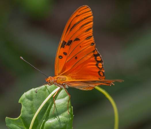 gulf fritillary