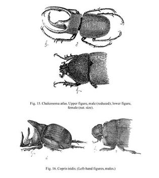 Charles Darwin: beetles