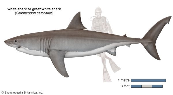 white shark (Carcharodon carcharias)