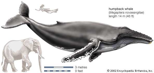 Humpback whale (Megaptera novaeangliae)