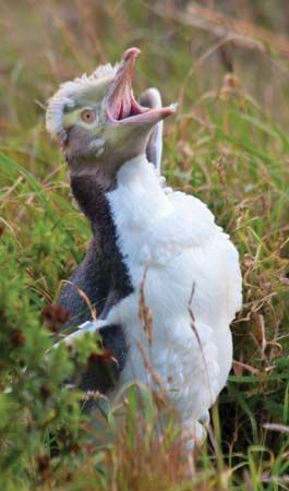 A molting penguin