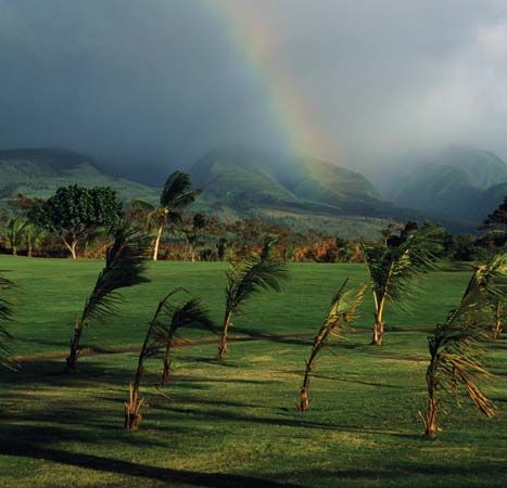 wind bending palm trees