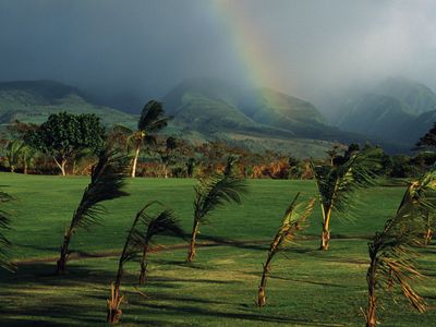 wind bending palm trees