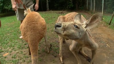 Watch red kangaroos interacting with people