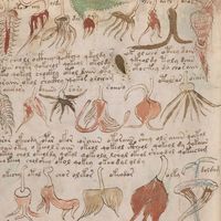 A botanical illustration from the Voynich manuscript, a codex, scientific or magical text in an unidentified language, in cipher; end of the 15th or during the 16th century (?).