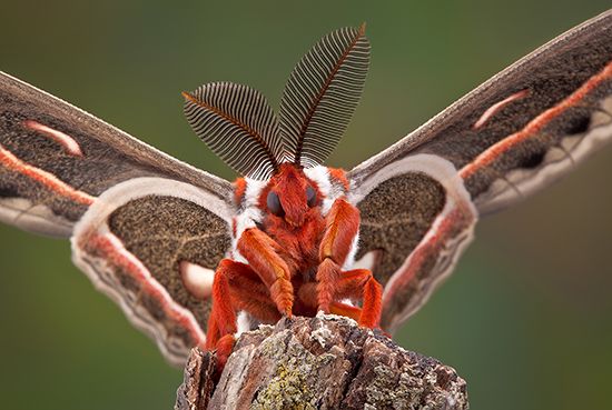 Cecropia moth