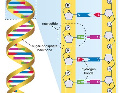 DNA; human genome