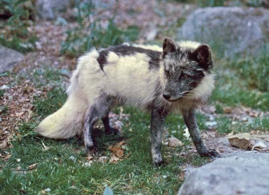 Arctic fox