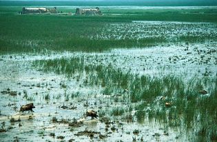 Wild pigs (foreground) and traditional housing (background) in the marshland between the Tigris and Euphrates rivers, southern Iraq.