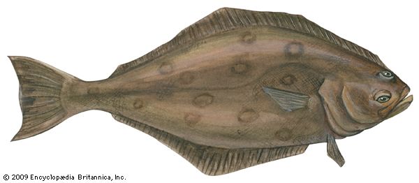 Atlantic halibut