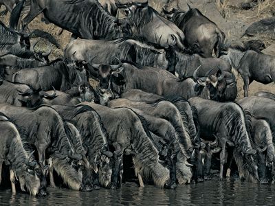 blue wildebeests