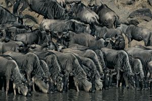 blue wildebeests