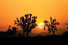 Joshua Tree National Park