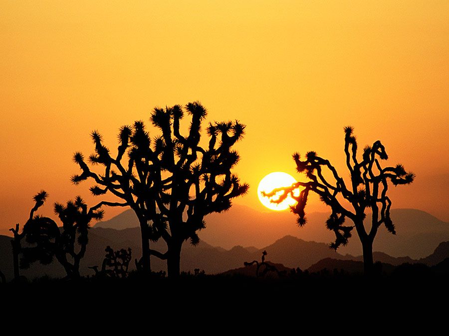 Joshua Tree National Park