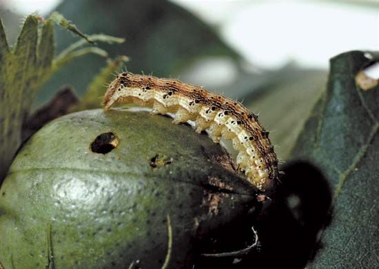 corn earworm