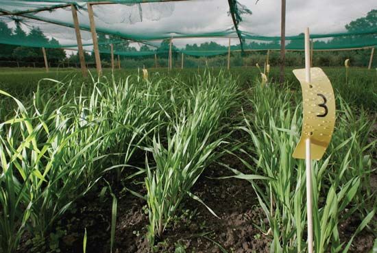 genetically modified barley