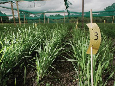 genetically modified barley