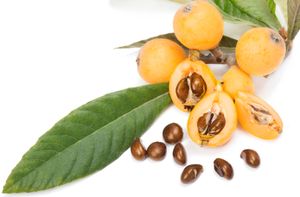 loquat