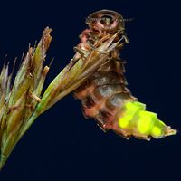 Glowworm (Lampyris noctiluca); female glowing at night, Cornwall, England. (beetles, insects, glow worms)