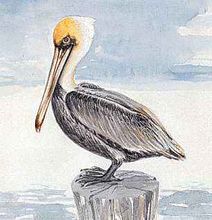 The brown pelican is Louisiana's state bird.