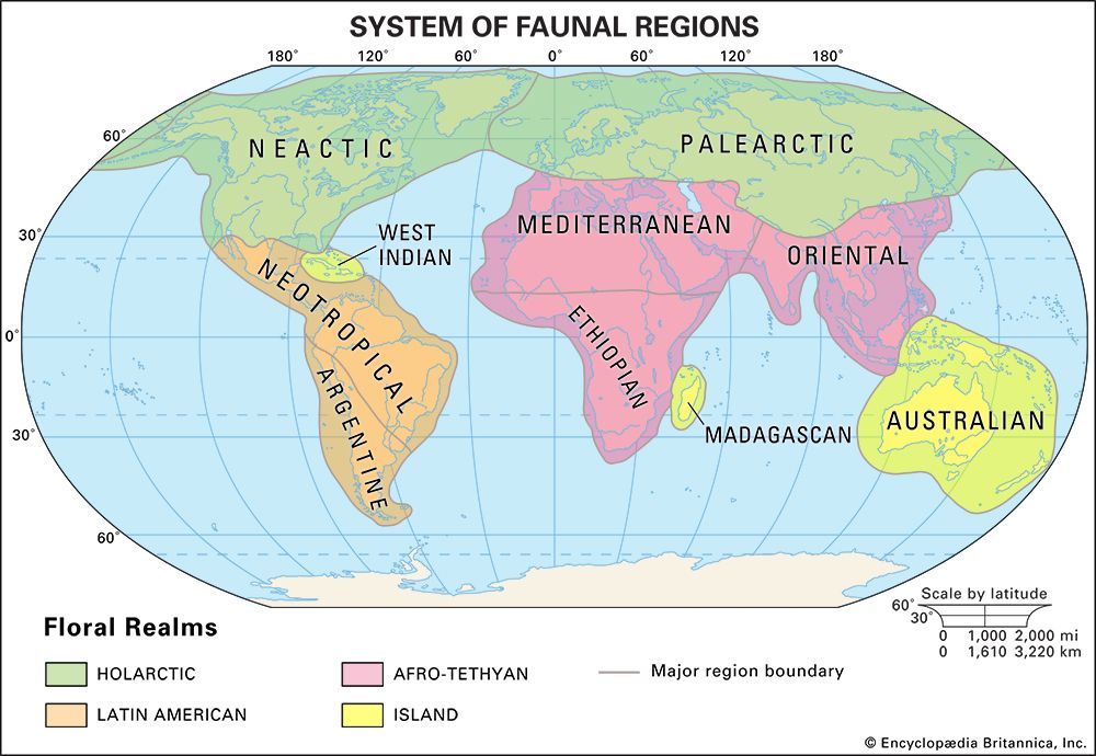 Earth's faunal regions