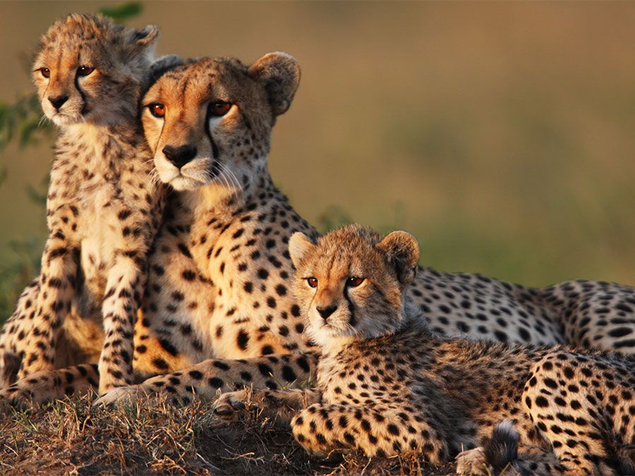 The cheetah is the fastest land animal over short distances. It has become an endangered species in Africa, and is almost extinct in Asia. Cheetah mother with young. Cheetah cubs