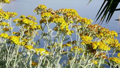 How pollen can be used to deliver medicine