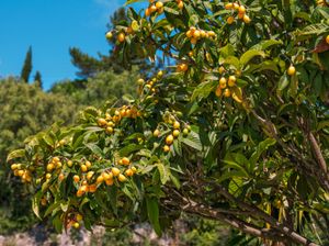 loquat tree