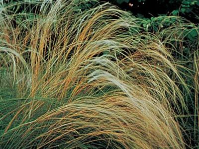 European needlegrass (Stipa pennata)