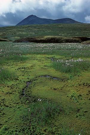 Cotton grass (Eriophorum) and mosses in the Arctic tundra, northern Yukon, Can.