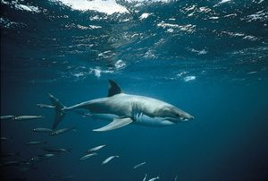 white shark (Carcharodon carcharias)