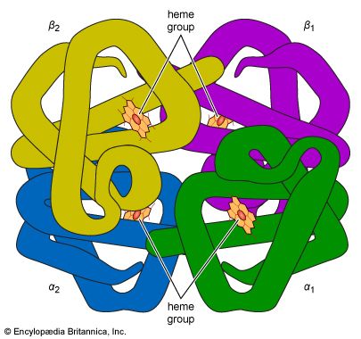 hemoglobin tetramer