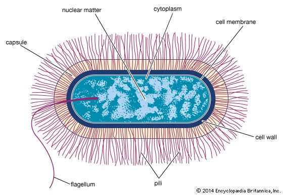 Bacillus-type bacterial cell