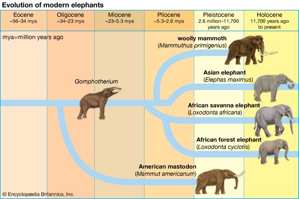 elephant evolution