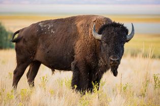 American bison (Bison bison)