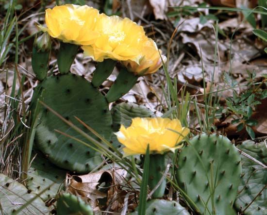 prickly pear