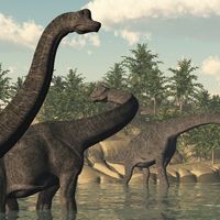 Illustration of a group of Brachiosaurus dinosaurs in the water. Sauropod late Jurassic to early Cretaceous