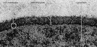 Peptidoglycan layer of Bacillus coagulans